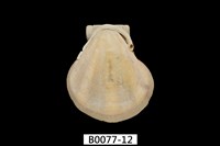 藏品(芬香海扇蛤(錢包海扇蛤))的圖片